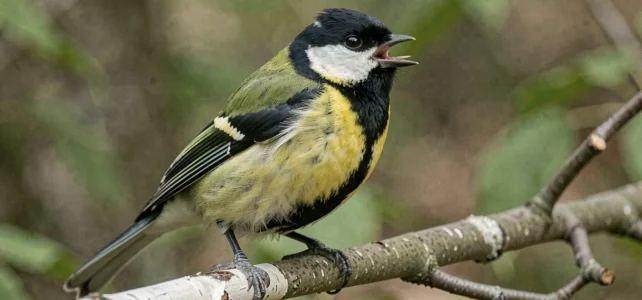 Reconnaître l’oiseau qui fait « huit huit » : astuces pour identifier ce chant mystérieux Reconnaître l’oiseau qui fait « huit huit » : astuces pour identifier ce chant mystérieux