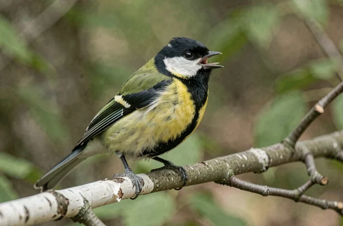 Mésange charbonnière perchée sur une branche de bouleau en forêt, bec ouvert en train de chanter son chant caractéristique